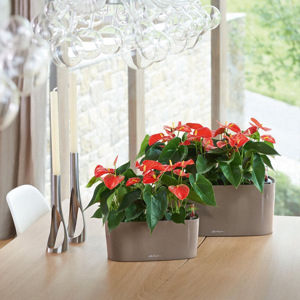 Розумний вазон Lechuza Delta 10 2 л сіро-коричневий 15466