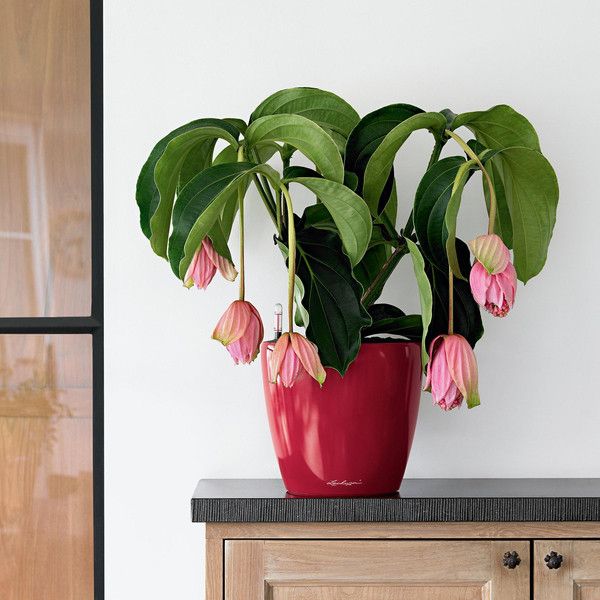 Розумний вазон Lechuza Classico Premium LS 21 3,1 л коричневий 16025