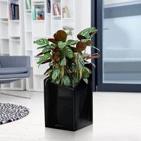 Фото Розумний вазон Lechuza Cursivo Premium 30 12 л білий 16600