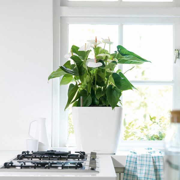 Розумний вазон Lechuza Quadro Premium LS 35 17,2 л коричневий 16165