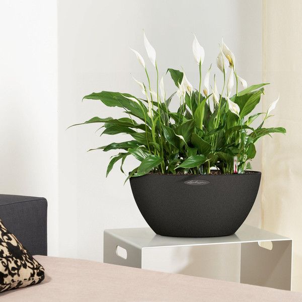 Розумний вазон Lechuza Cubeto Color 40 11,5 л бежевий 13841