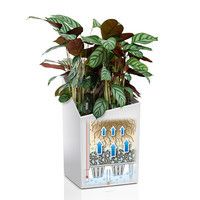 Розумний вазон Lechuza Cursivo Premium 40 31 л коричневий 16624