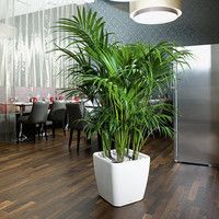 Розумний вазон Lechuza Quadro Premium LS 43 31,9 л коричневий 16185