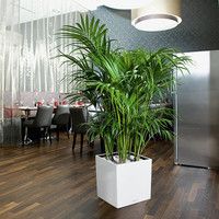 Розумний вазон Lechuza Cubе Premium 50 61 л білий 16560