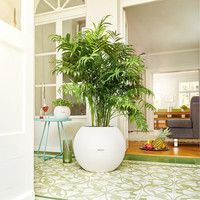 Розумний вазон Lechuza Puro Color 50 13 л сірий 13344