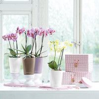 Розумний вазон Lechuza Mini - Deltini 0,4 л сірий 14949