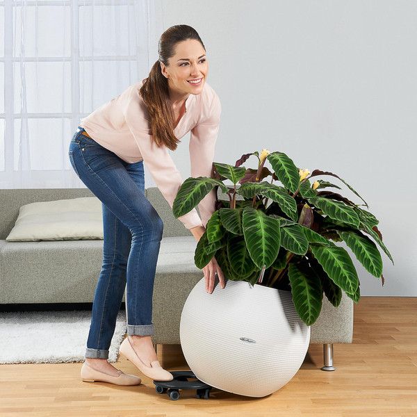 Ролики для вазонів Lechuza 43 19880