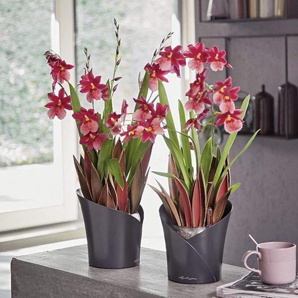 Кашпо для орхідей Lechuza Orchidea 20 сірий матовий 13961