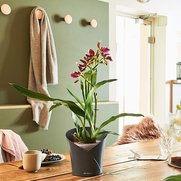 Кашпо для орхідей Lechuza Orchidea 20 сірий матовий 13961