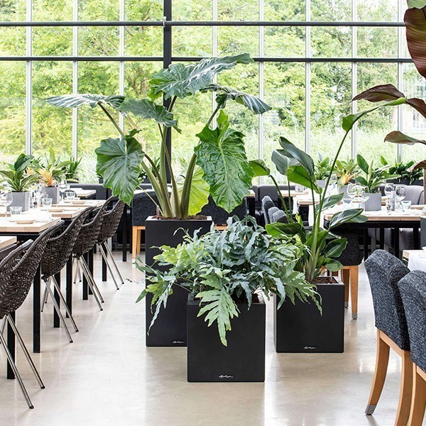 Кашпо Lechuza Canto Stone Low 30 графітово-чорний 13702