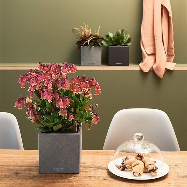 Вазон Lechuza Canto Stone 14 сірий камінь 13470