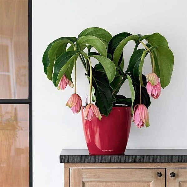 Вазон Lechuza CLASSICO LS 21 Антрацитовий металік 16023