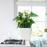 Вазон Lechuza QUADRO LS 35 Білий блискучий 16160