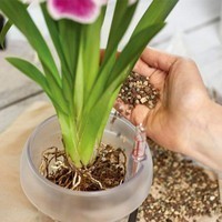 Стабільний неорганічний субстрат Lechuza Orchidpon для орхідей 6 л 19581