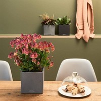 Вазон Lechuza CANTO Stone 14 кварцовий білий 13477