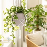 Розумний вазон Lechuza Puro Color 20 1,2 л помаранчевий 13374