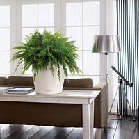 Вазон Lechuza Classico Color 35 пісочно-коричневий 13225