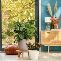 Розумний вазон Lechuza Classico Color 70 26,5 л білий 13420