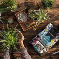 Фото Субстрат Lechuza Basic PON 20 л 19554